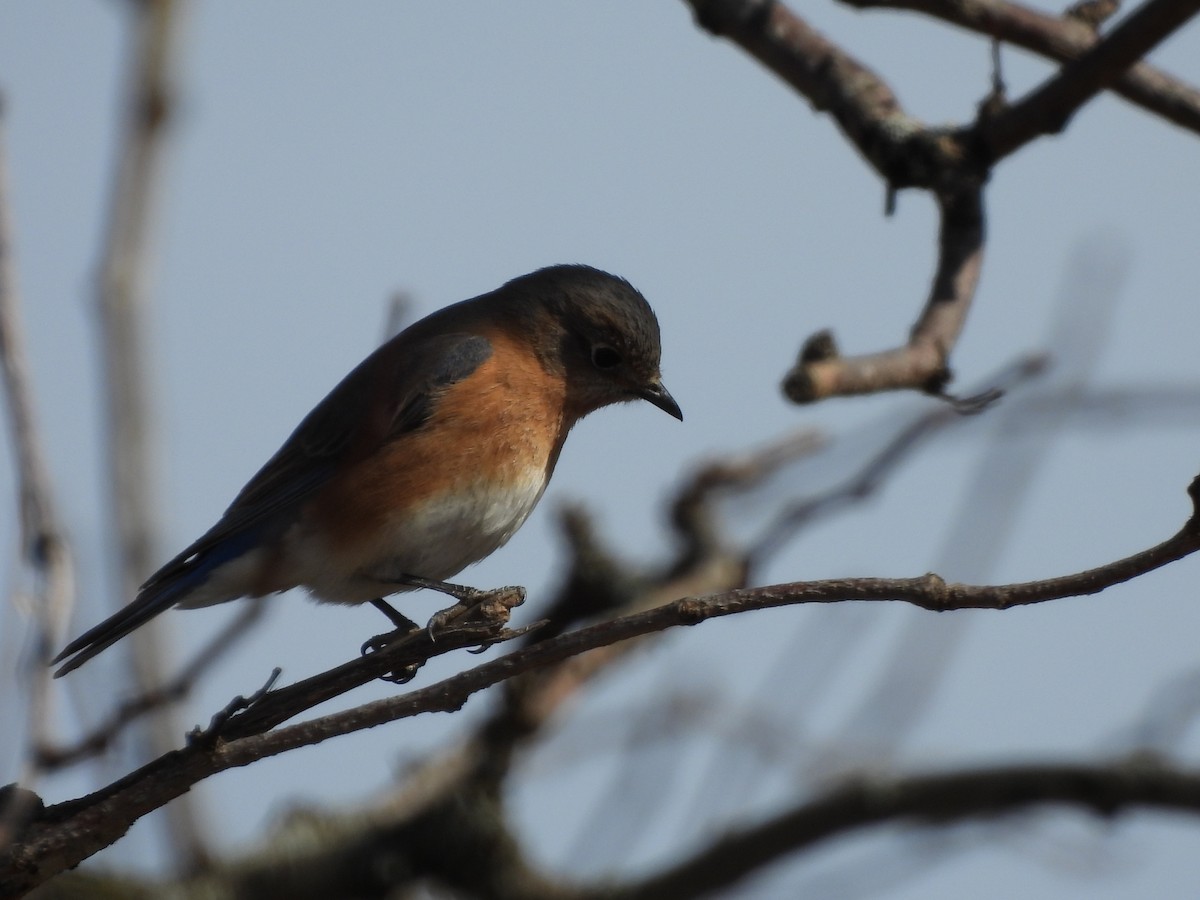 Eastern Bluebird - ML617749685