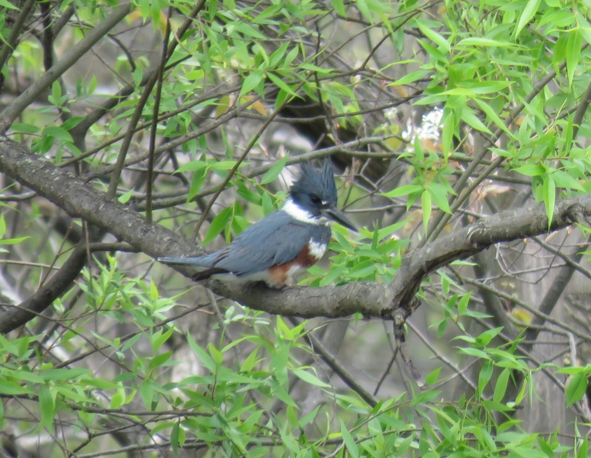 Belted Kingfisher - ML617749690