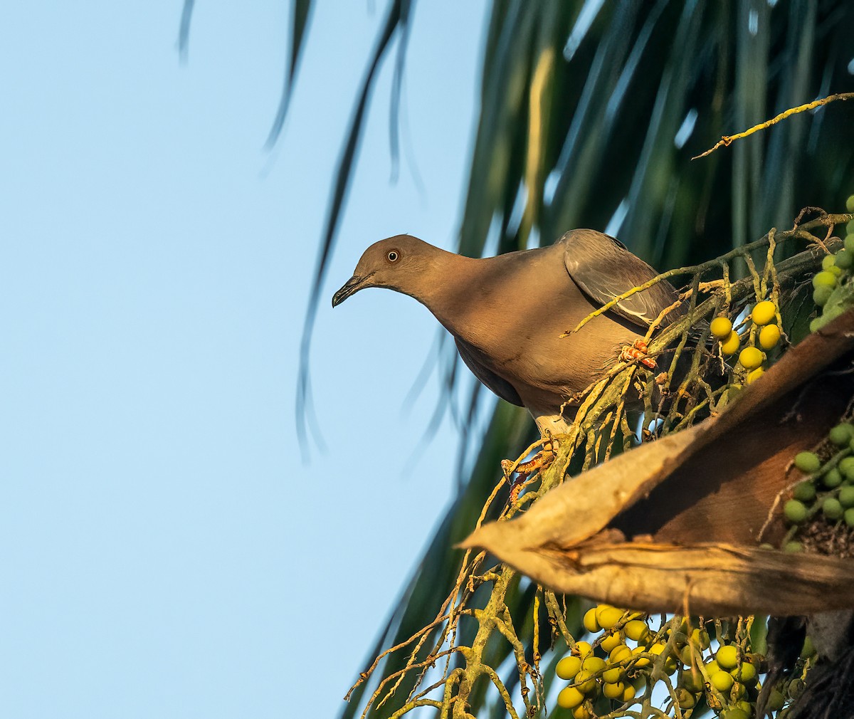 Pigeon simple - ML617749746