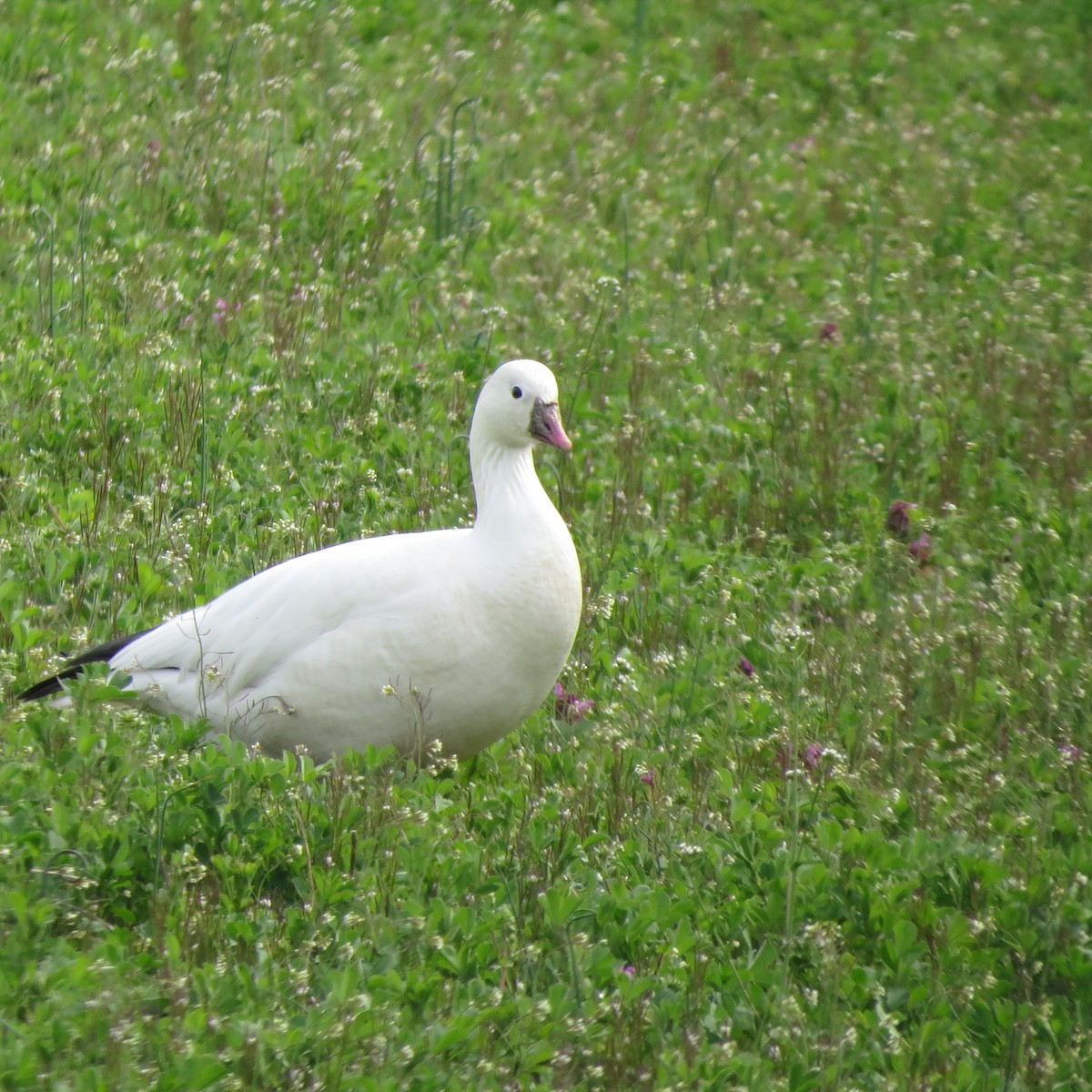 Ross's Goose - ML617749757