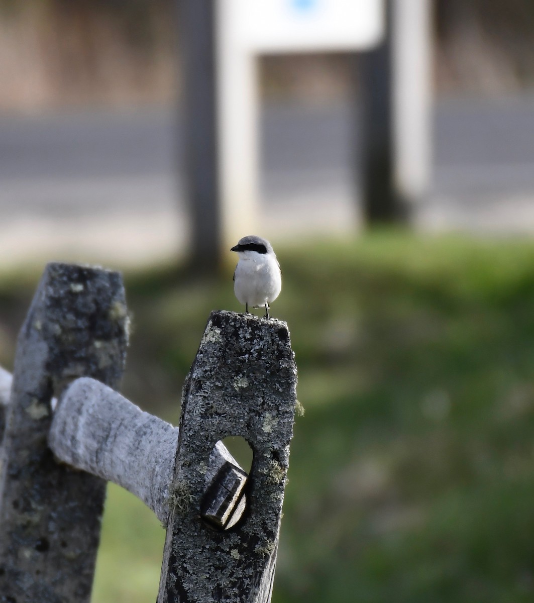 Loggerhead Shrike - Michael Boardman