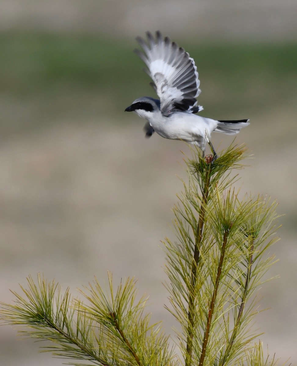 Loggerhead Shrike - Michael Boardman