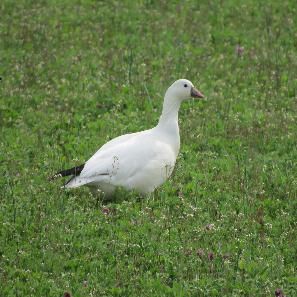 Ross's Goose - ML617749838