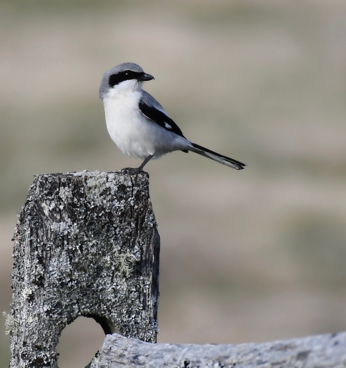 Loggerhead Shrike - ML617749882