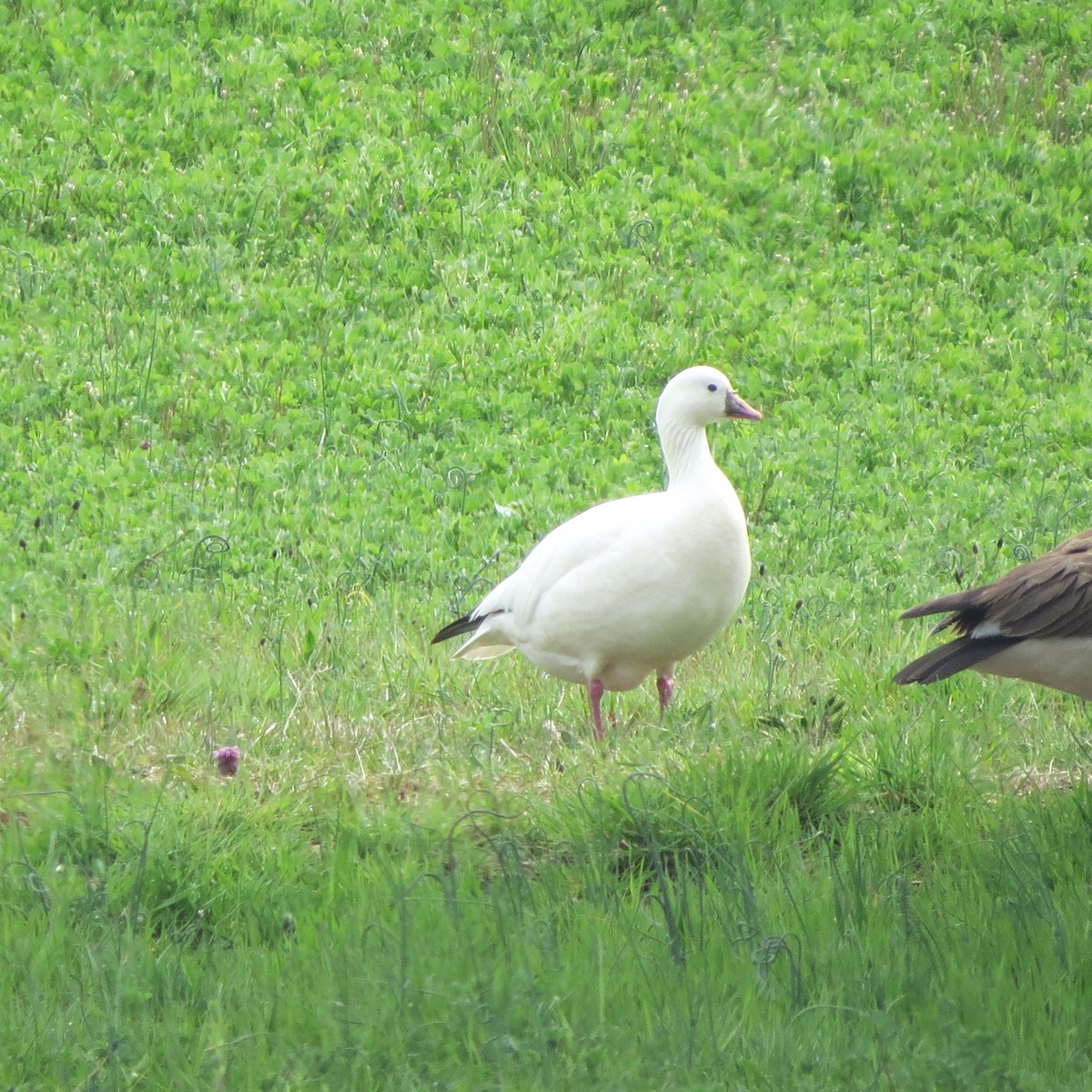 Ross's Goose - ML617749885