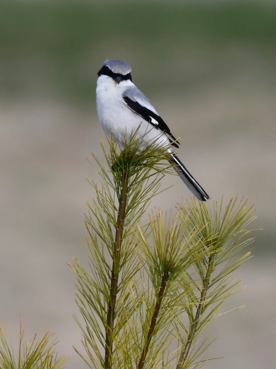 Loggerhead Shrike - ML617749892