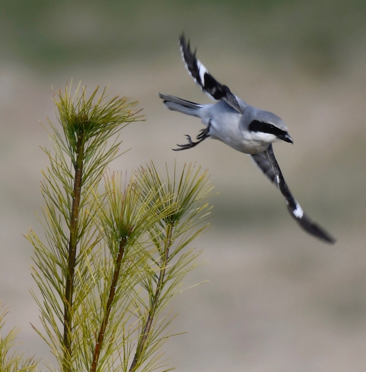 Loggerhead Shrike - ML617749900