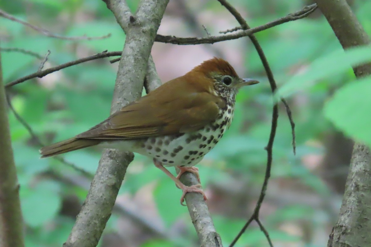 Wood Thrush - ML617749906