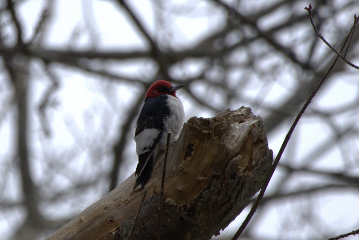 Red-headed Woodpecker - Chris Duffy