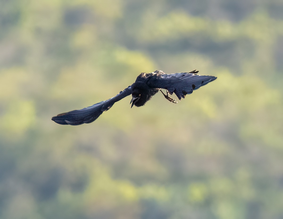 White-necked Crow - ML617749927