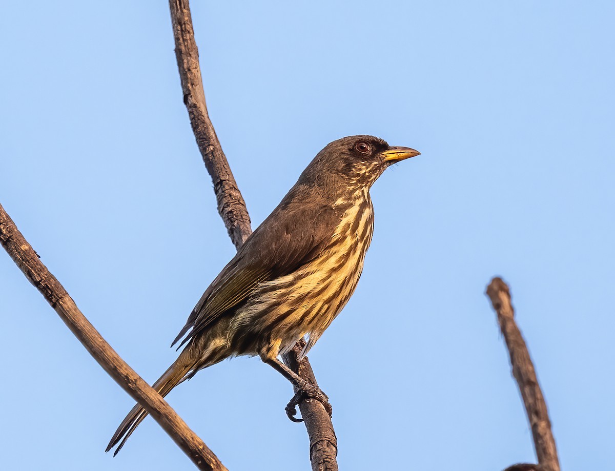 Palmchat - ML617749954