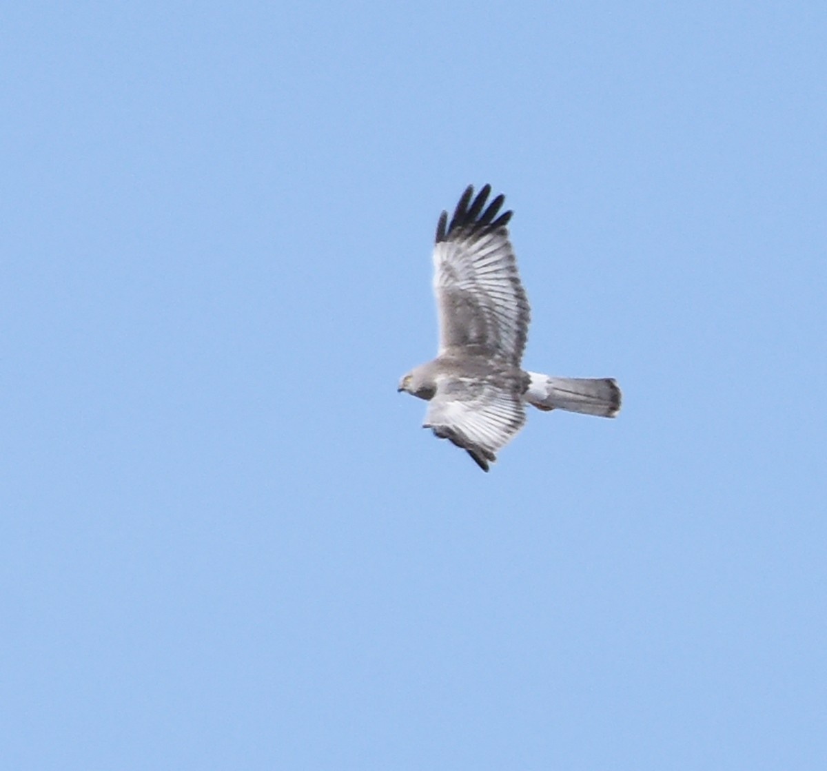 Northern Harrier - ML617749960