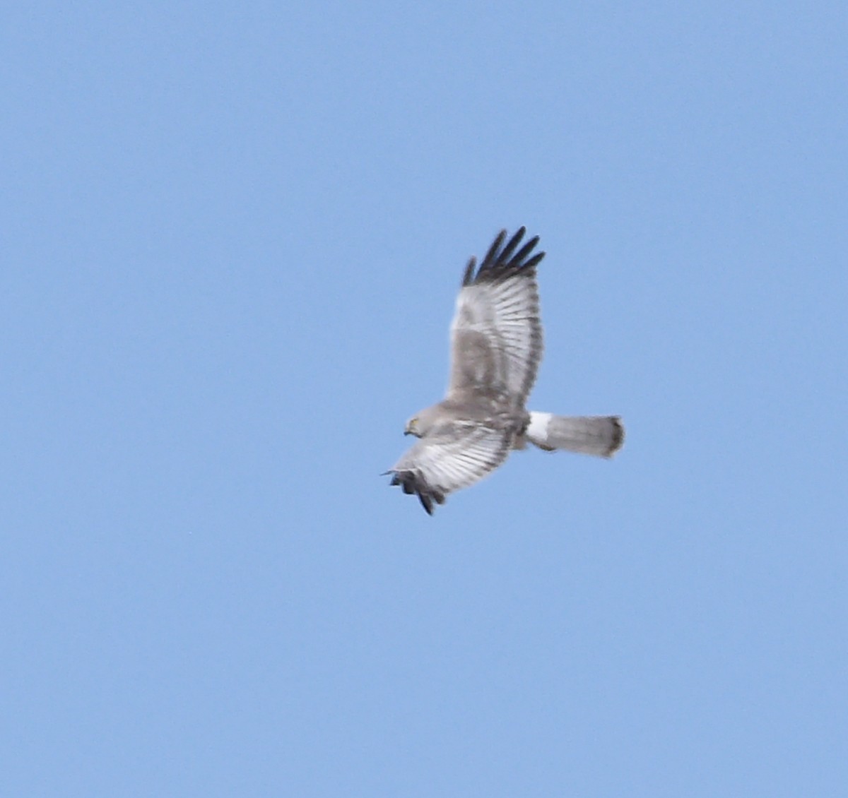 Northern Harrier - ML617749962