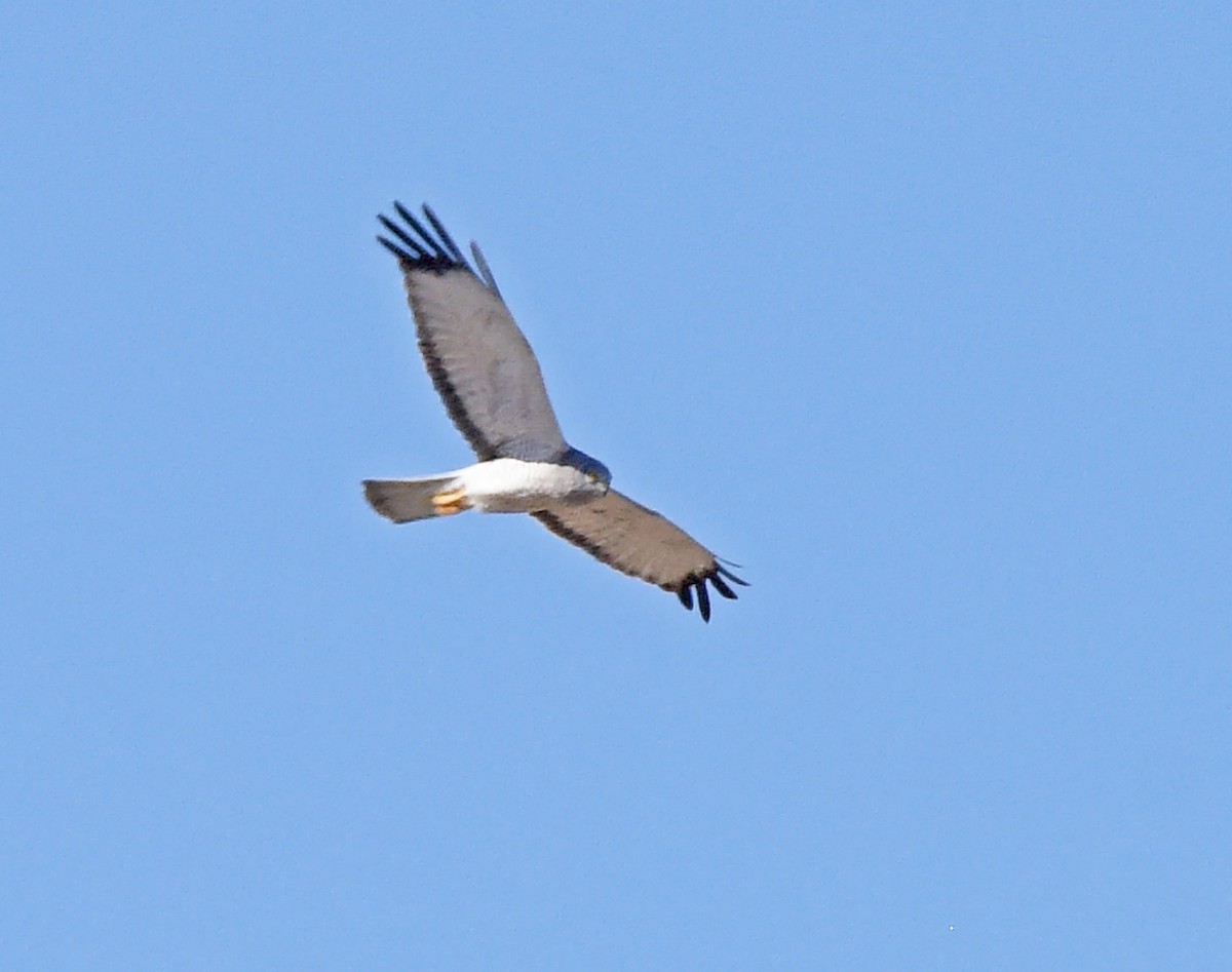 Northern Harrier - ML617749963