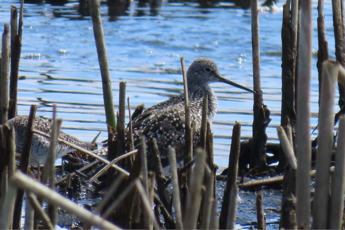 Greater Yellowlegs - D Reznicek