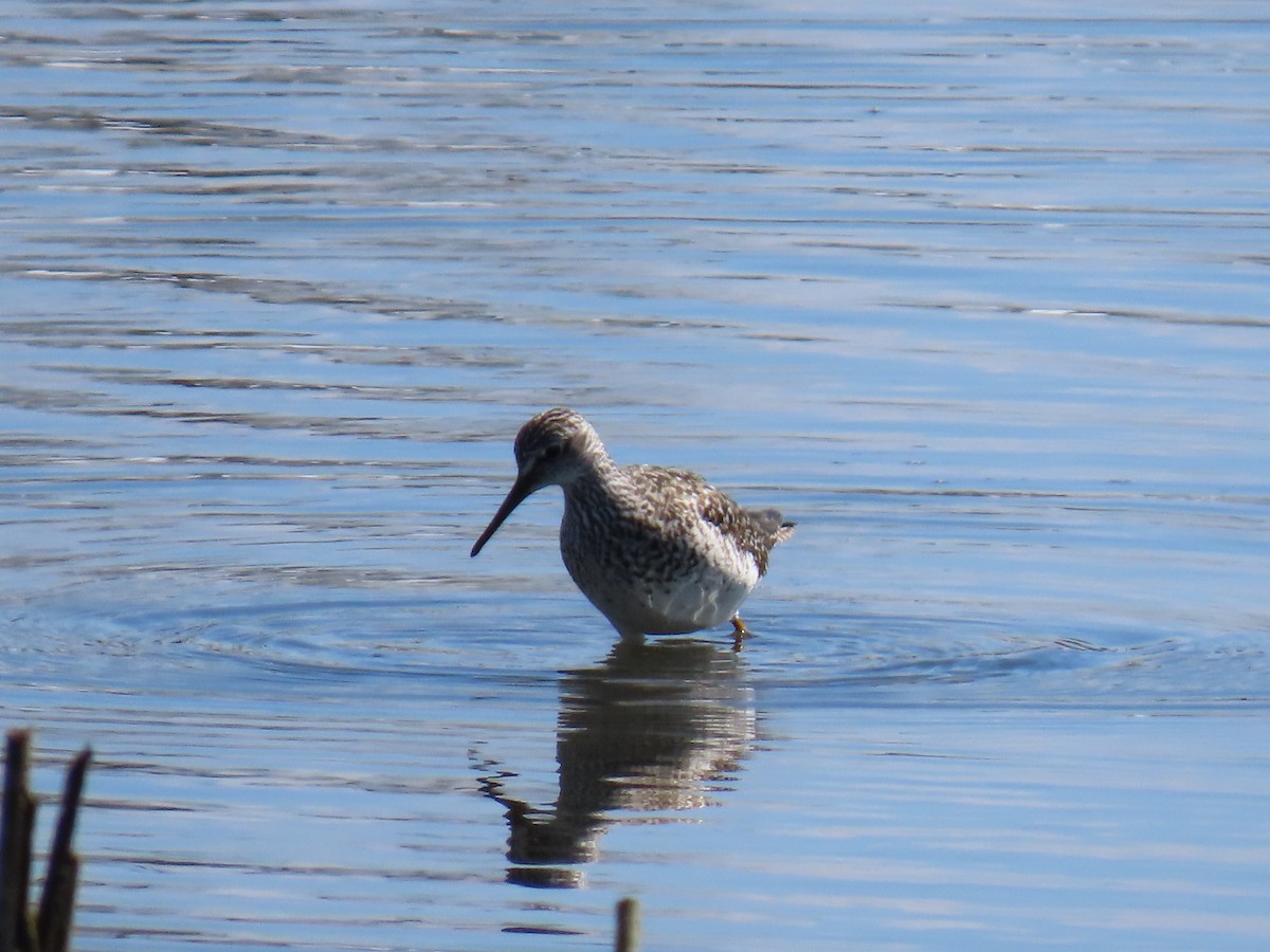 Greater Yellowlegs - D Reznicek