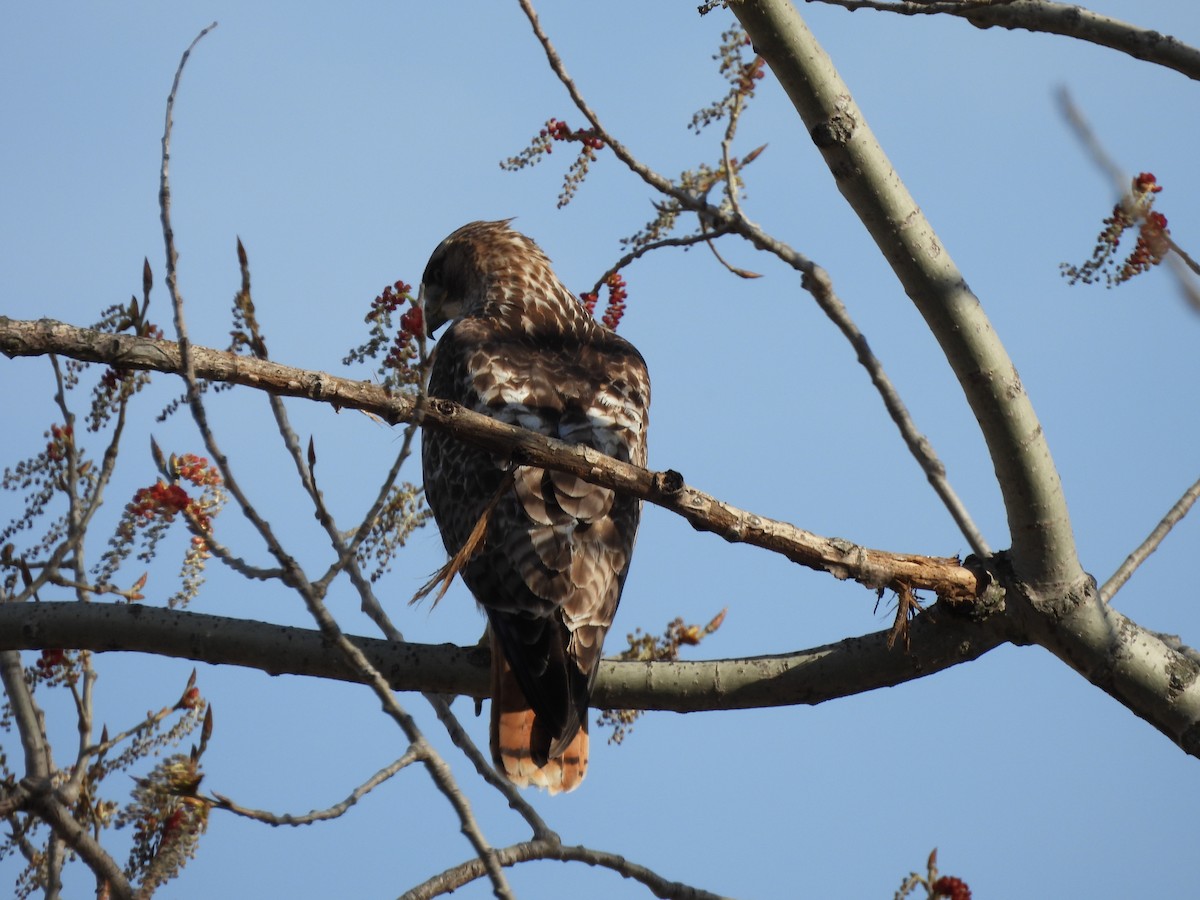 Red-tailed Hawk - Levi Hartz