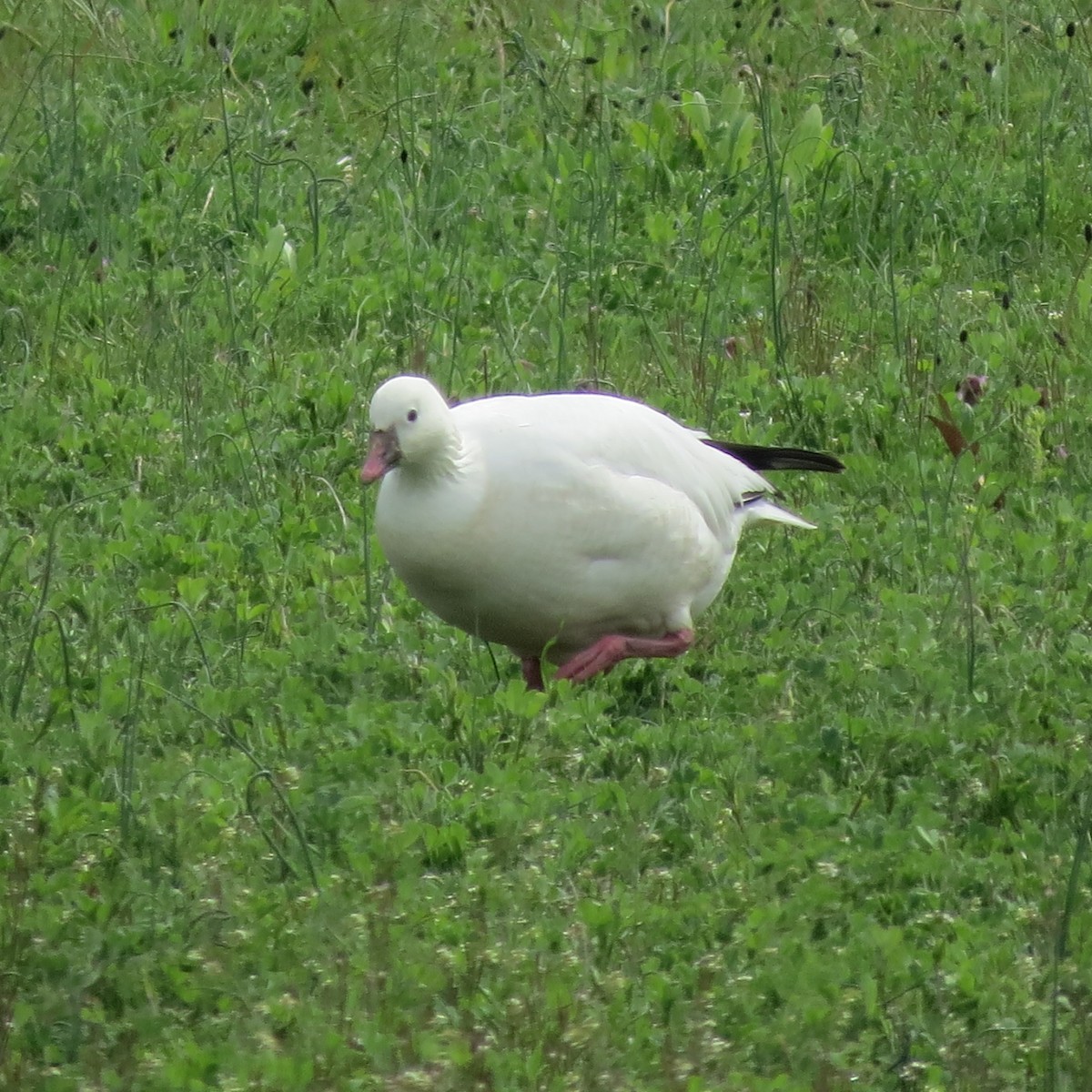 Ross's Goose - ML617749995