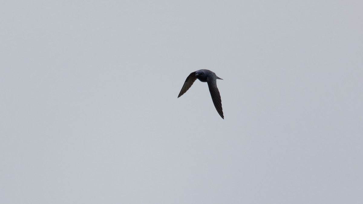 Purple Martin - Derek Stoll