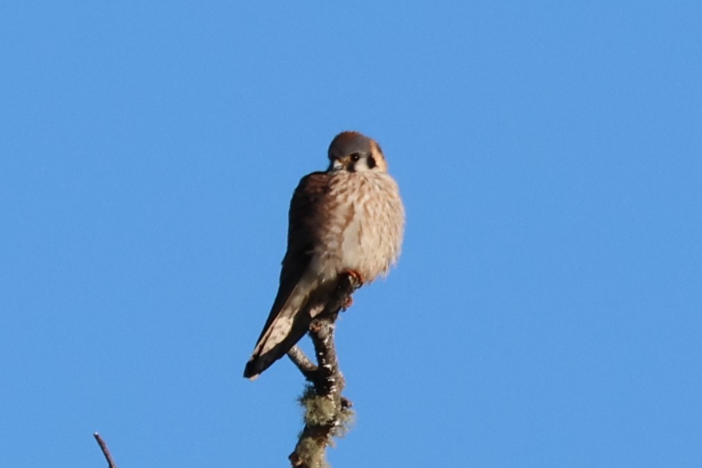 American Kestrel - ML617750021