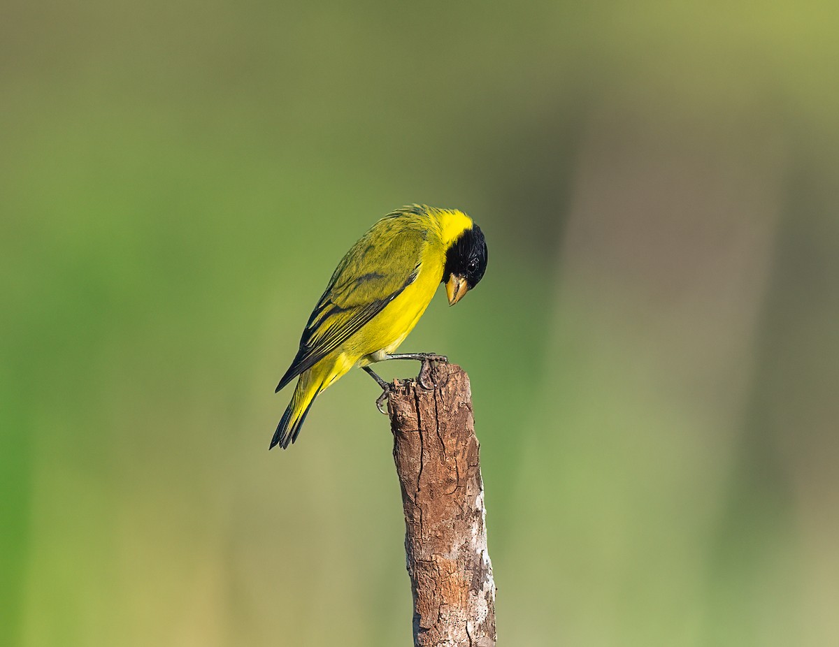 Antillean Siskin - ML617750027