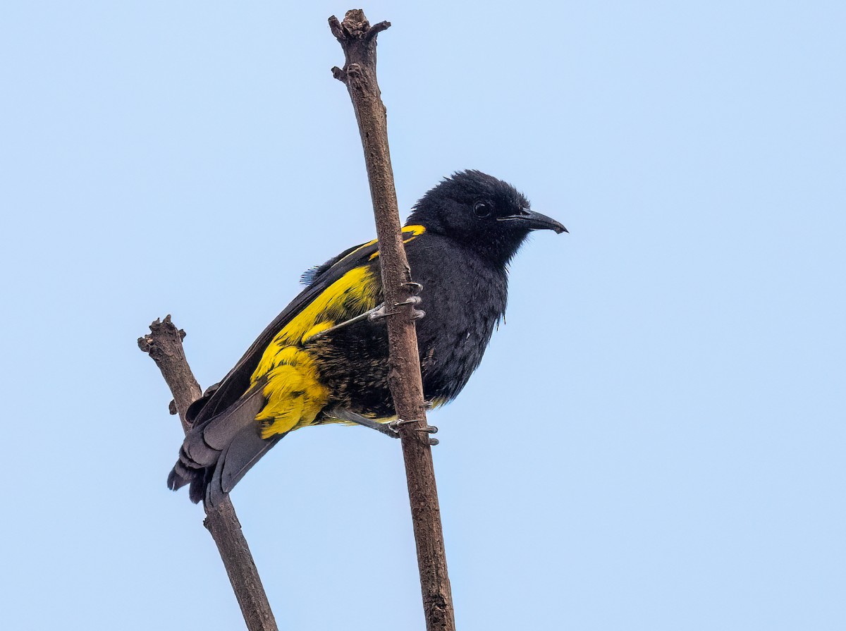 Hispaniolan Oriole - ML617750047