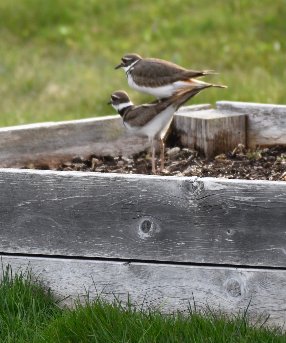 Killdeer - ML617750056