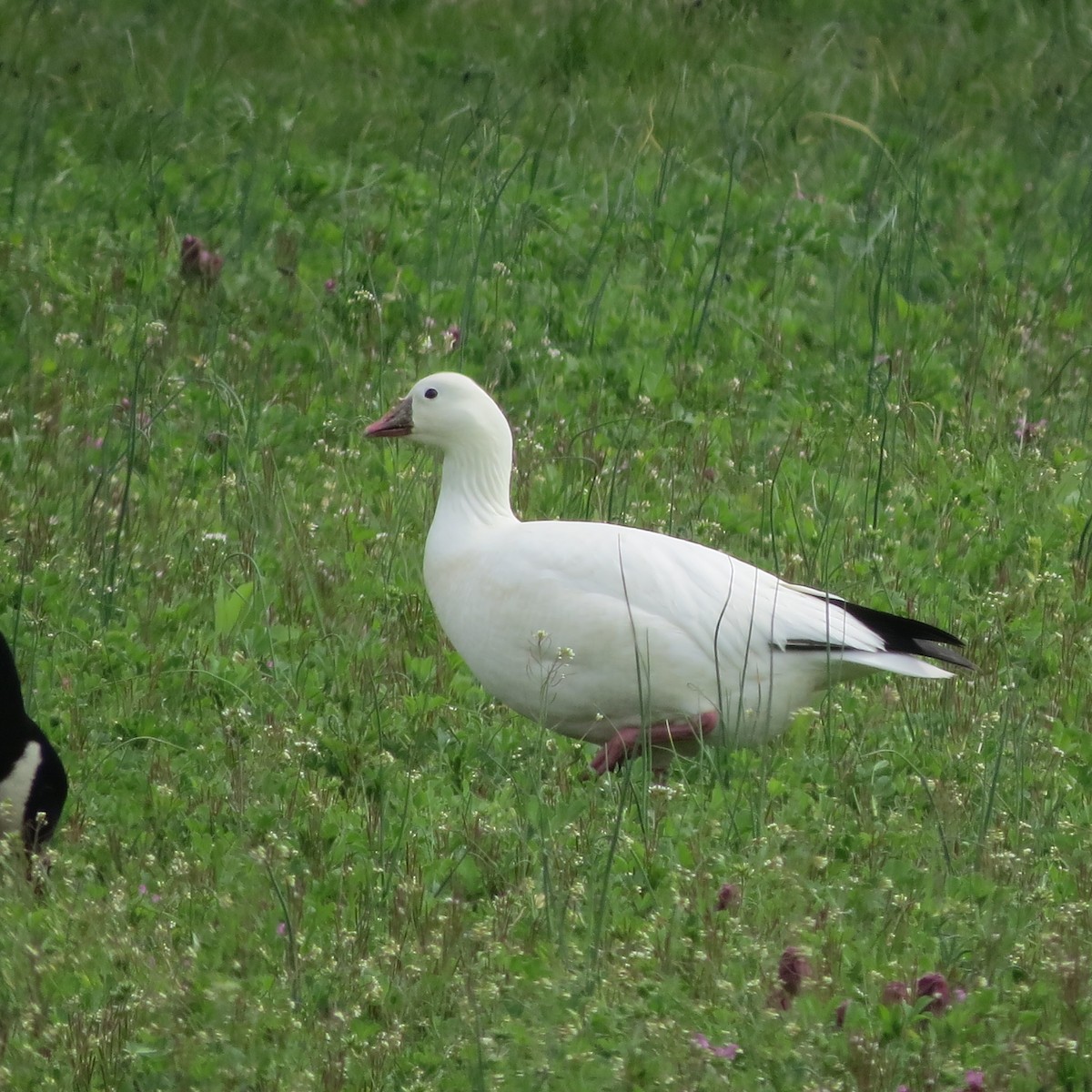 Ross's Goose - ML617750059