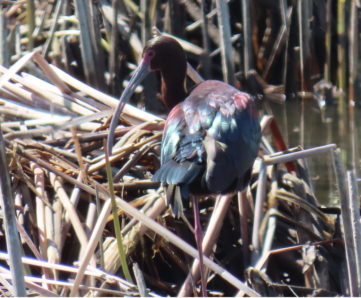 White-faced Ibis - D Reznicek