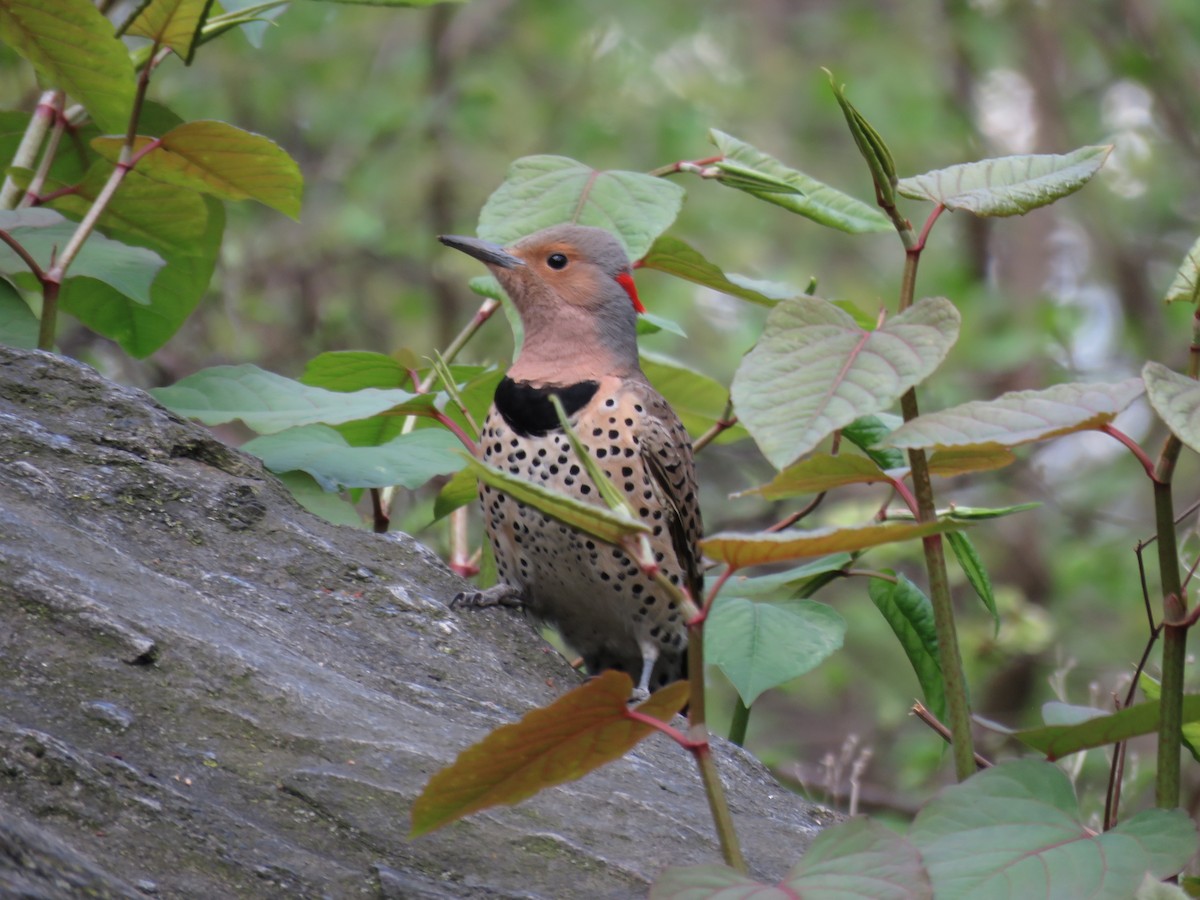 Northern Flicker - Michal Szymanski