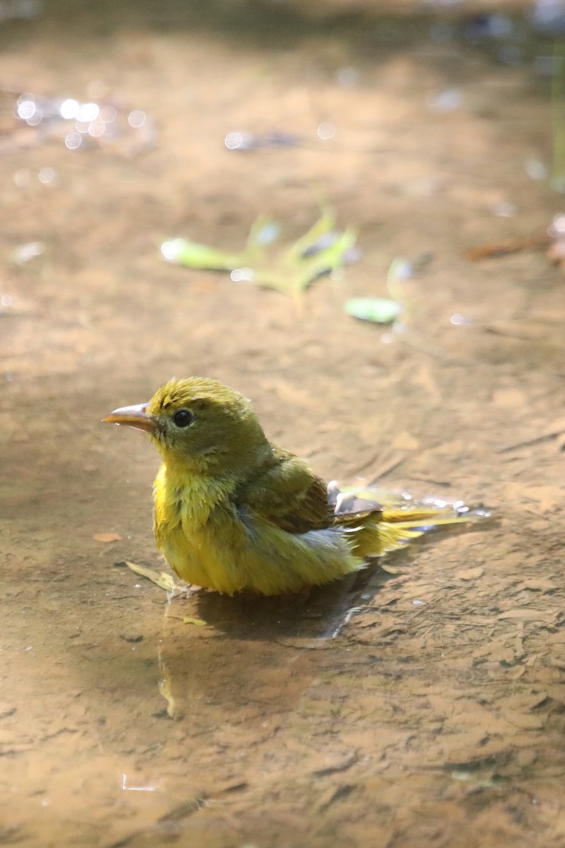 Summer Tanager - Emily Holcomb
