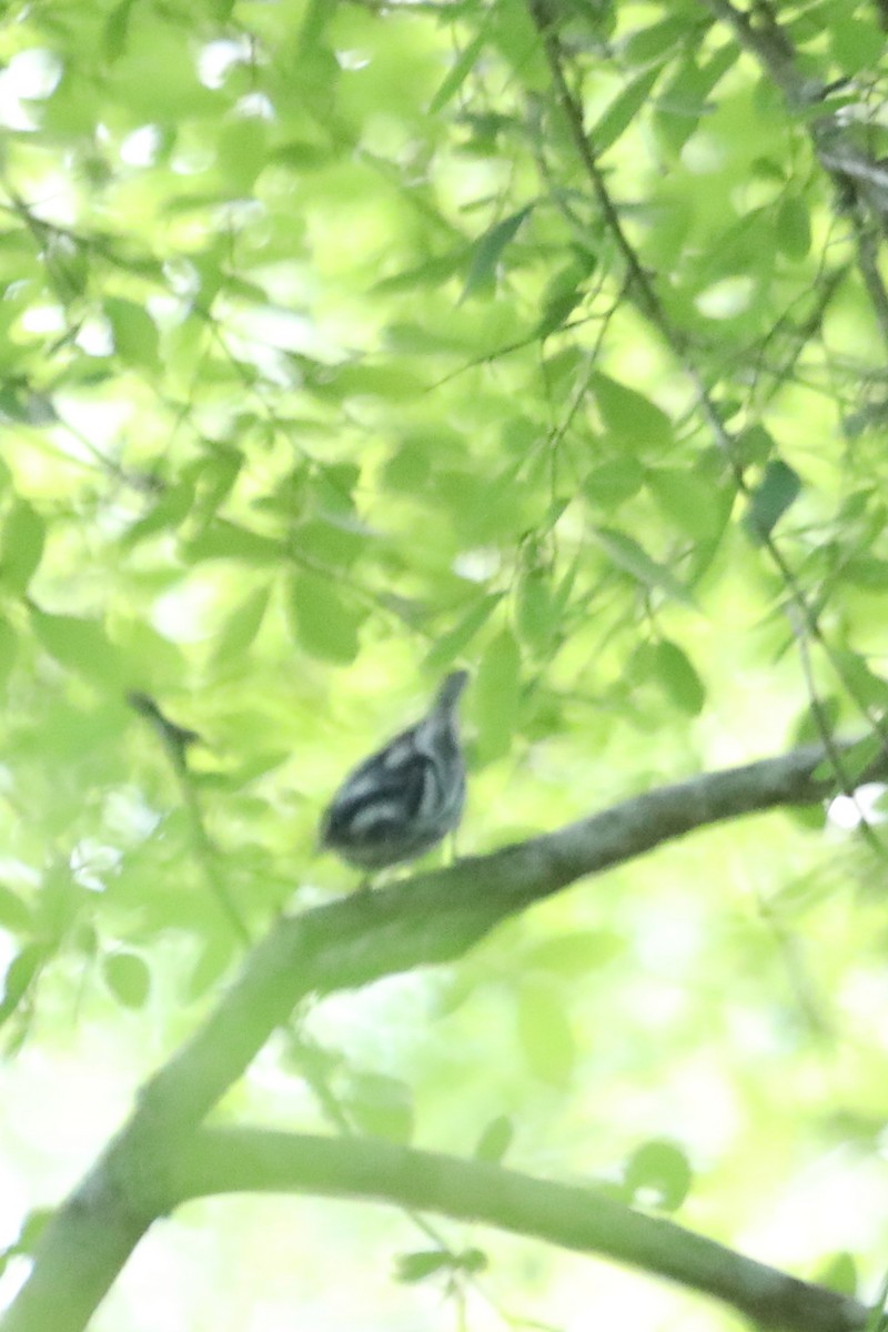 Black-and-white Warbler - Emily Holcomb