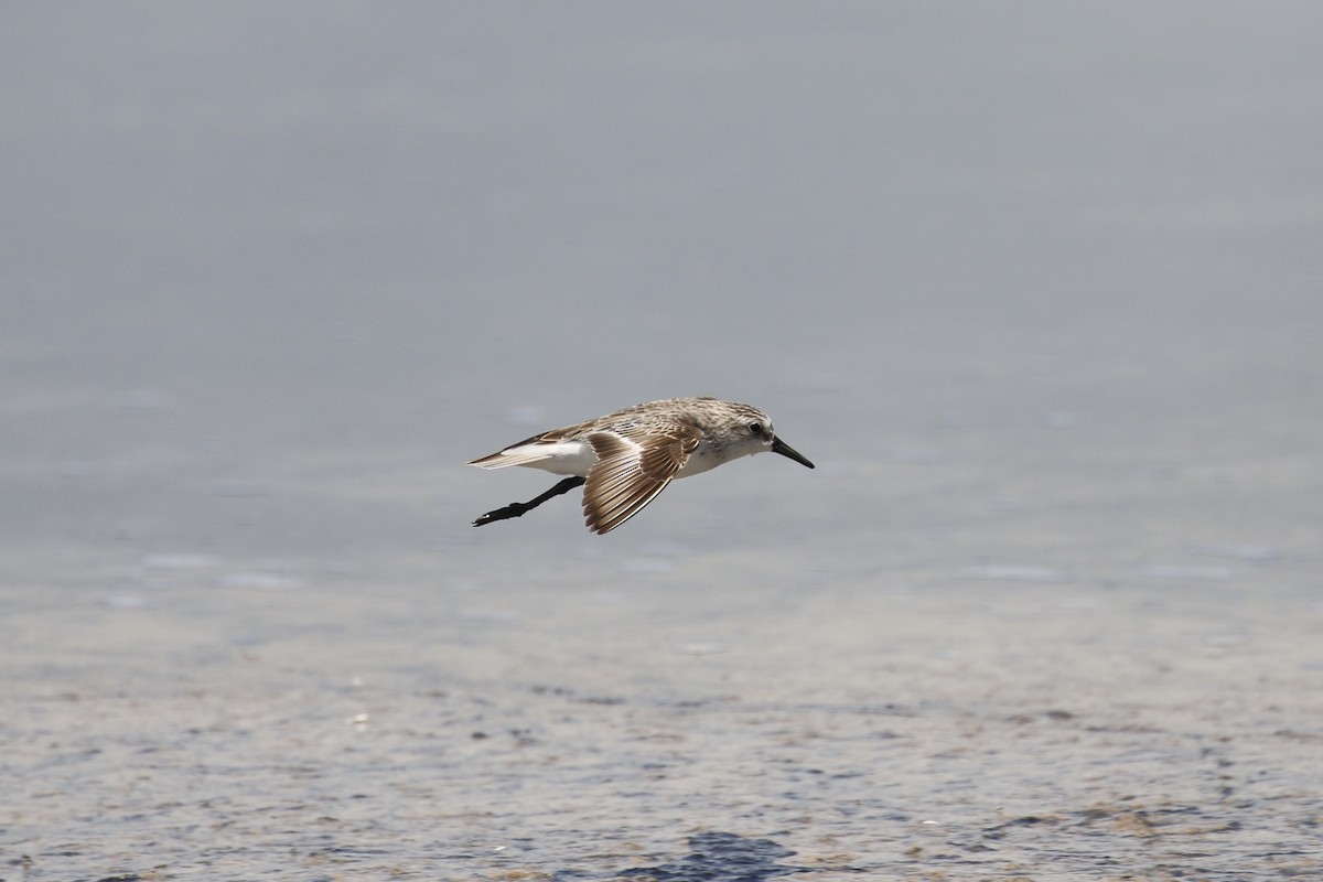 Semipalmated Sandpiper - Russ Morgan