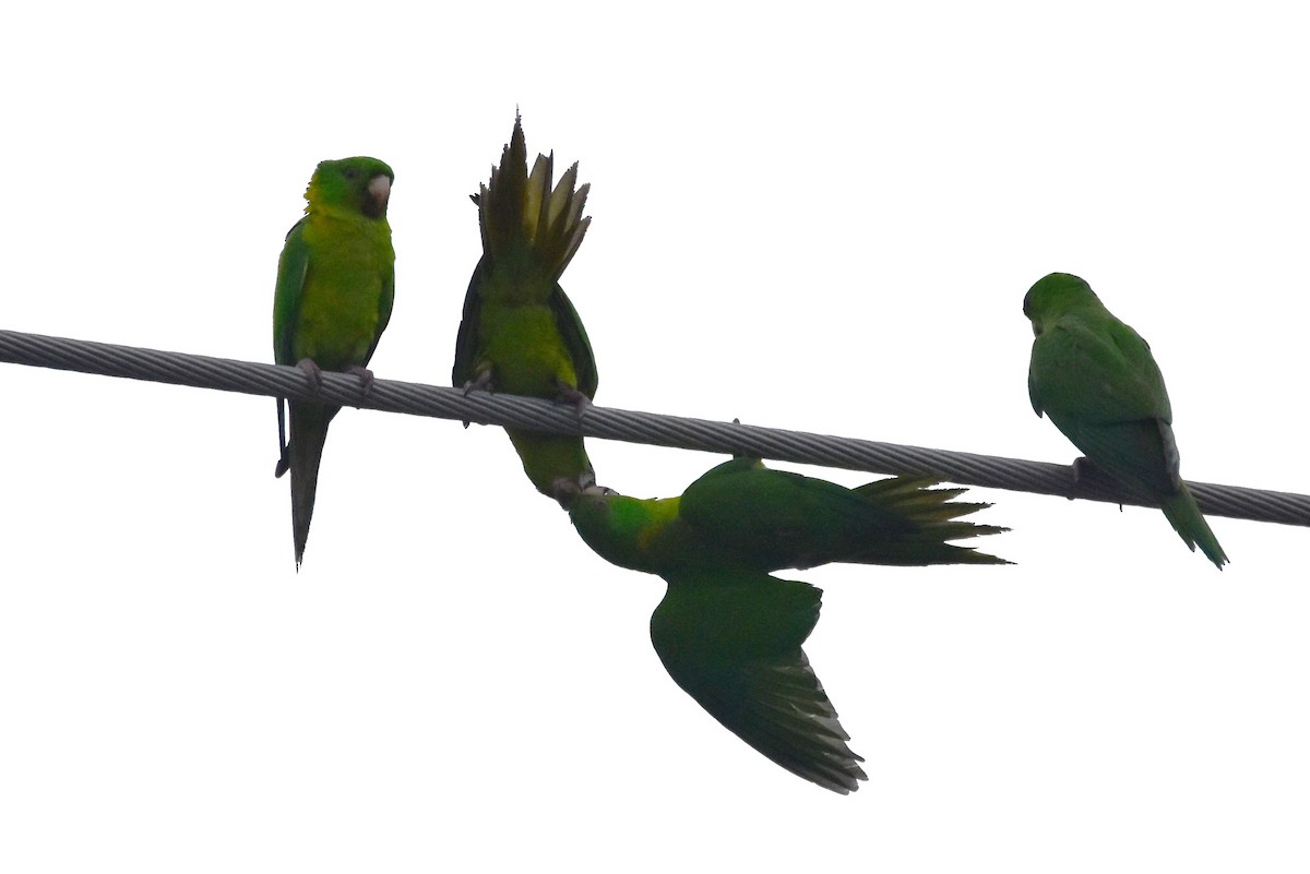Meksika Yeşil Papağanı - ML617750129