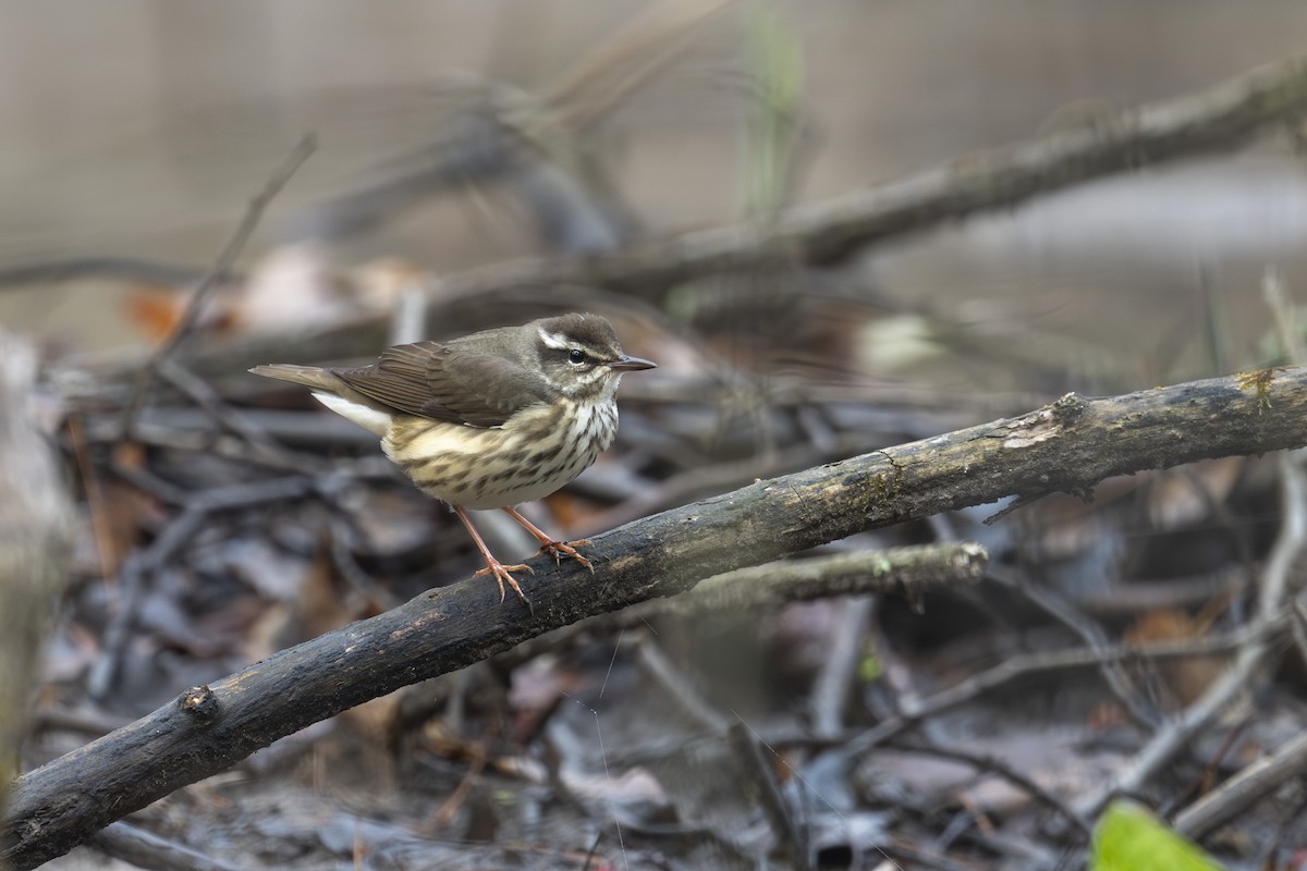 Louisiana Waterthrush - ML617750161