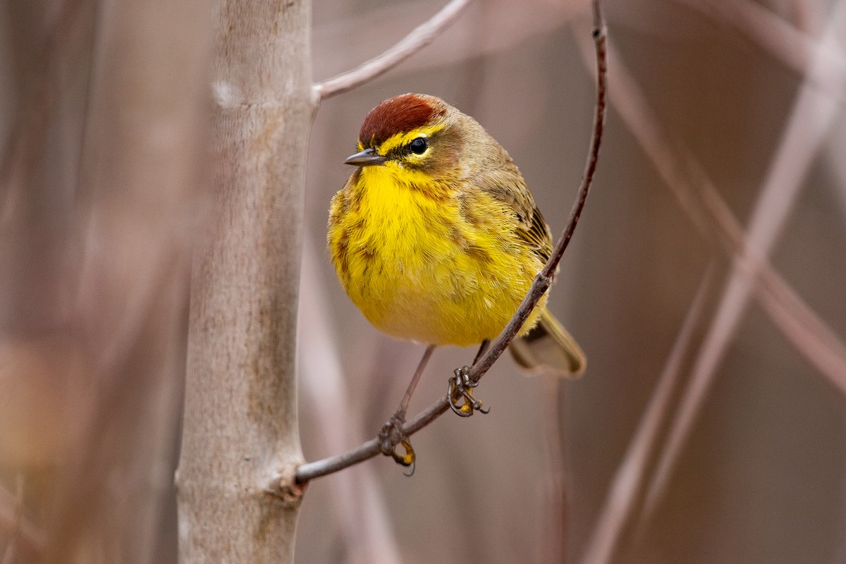 Palm Warbler - ML617750162