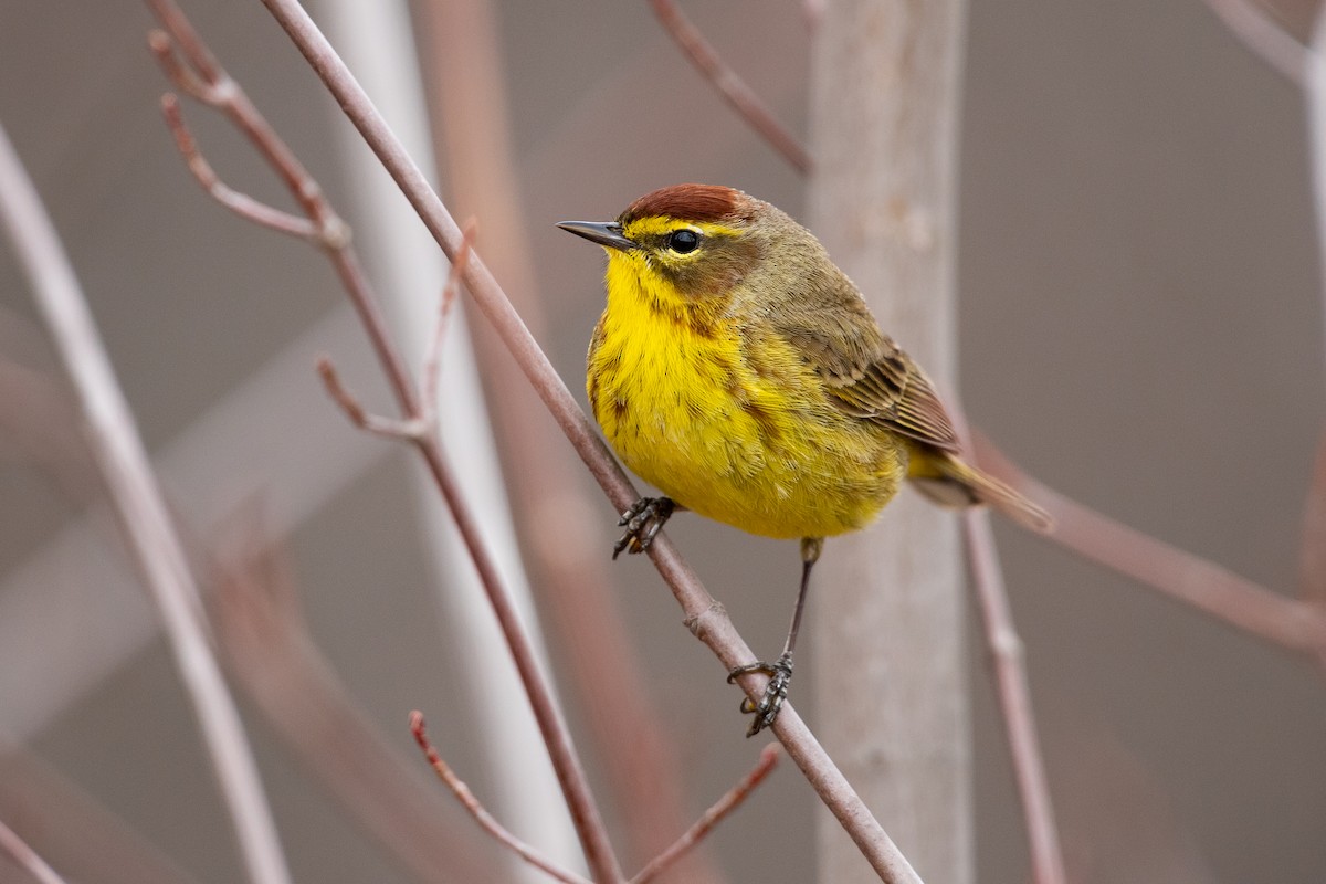 Palm Warbler - ML617750163