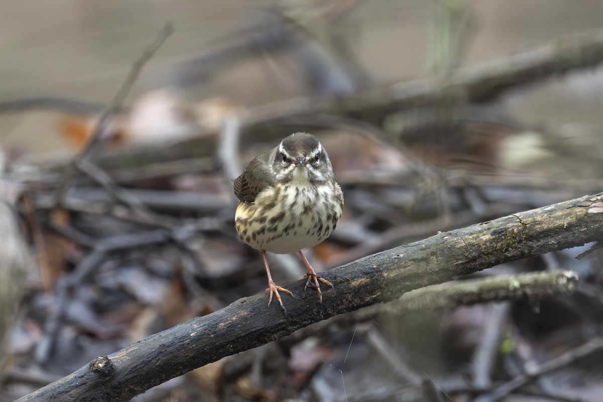 Louisiana Waterthrush - ML617750166