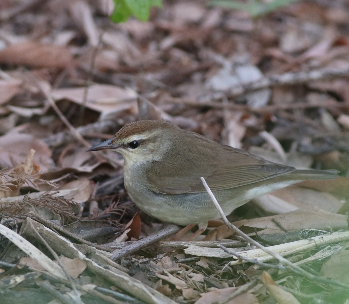 Swainsonwaldsänger - ML617750171