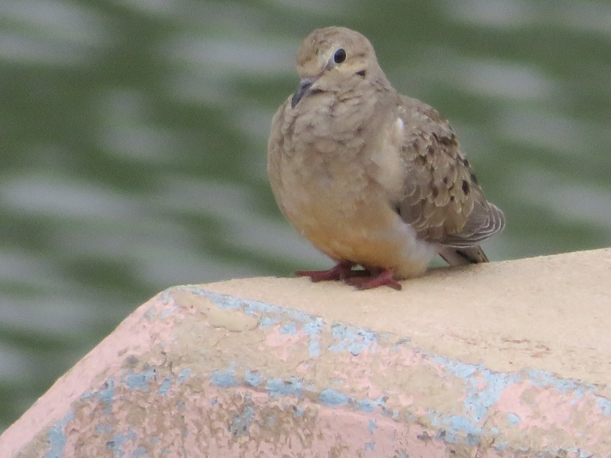 Mourning Dove - ML617750176