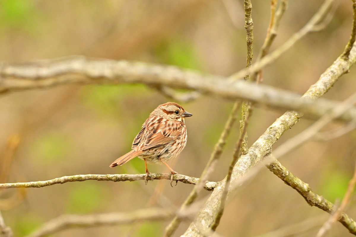 Song Sparrow - ML617750192