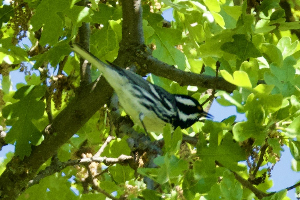 Black-throated Gray Warbler - ML617750212