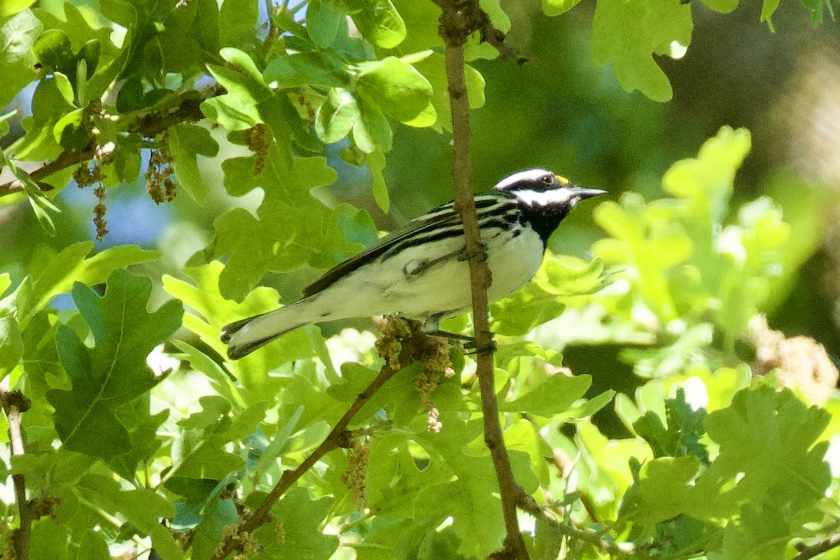Black-throated Gray Warbler - ML617750239