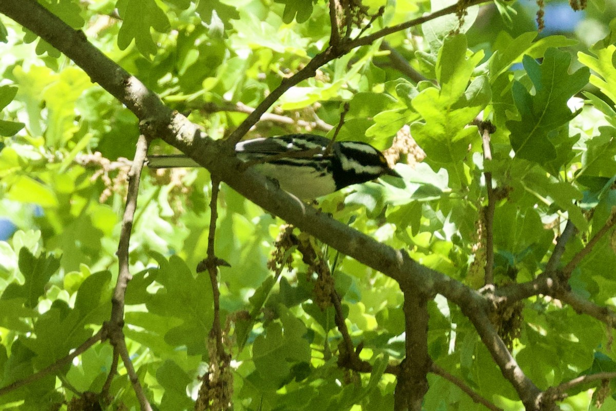 Black-throated Gray Warbler - ML617750245