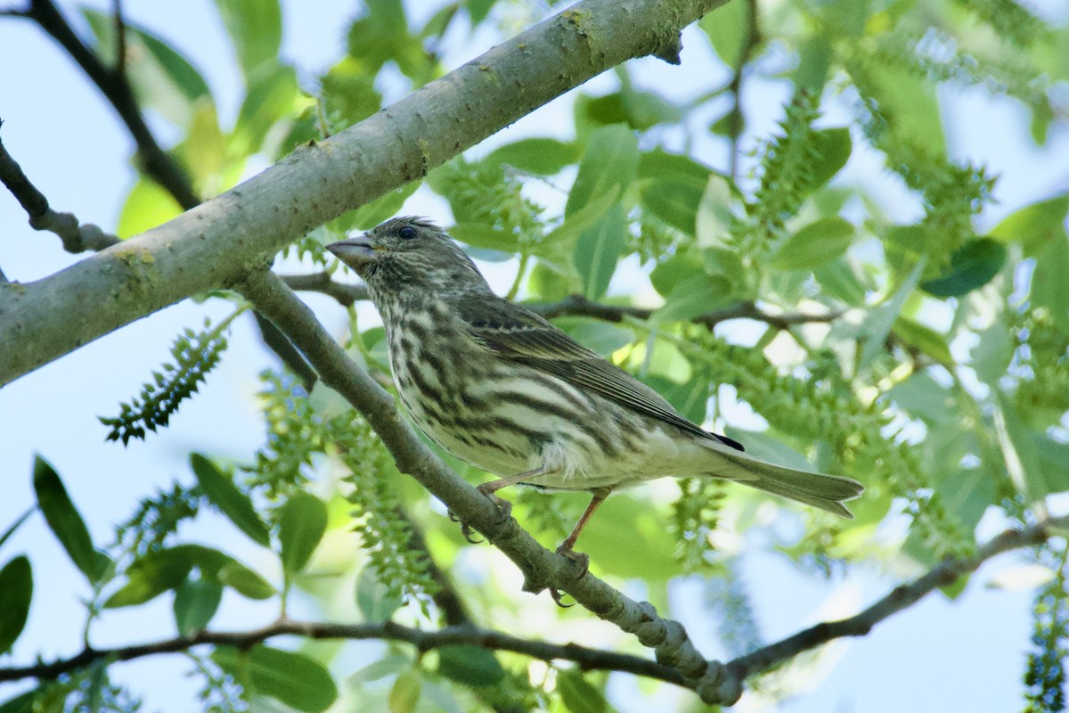 Purple Finch - ML617750276