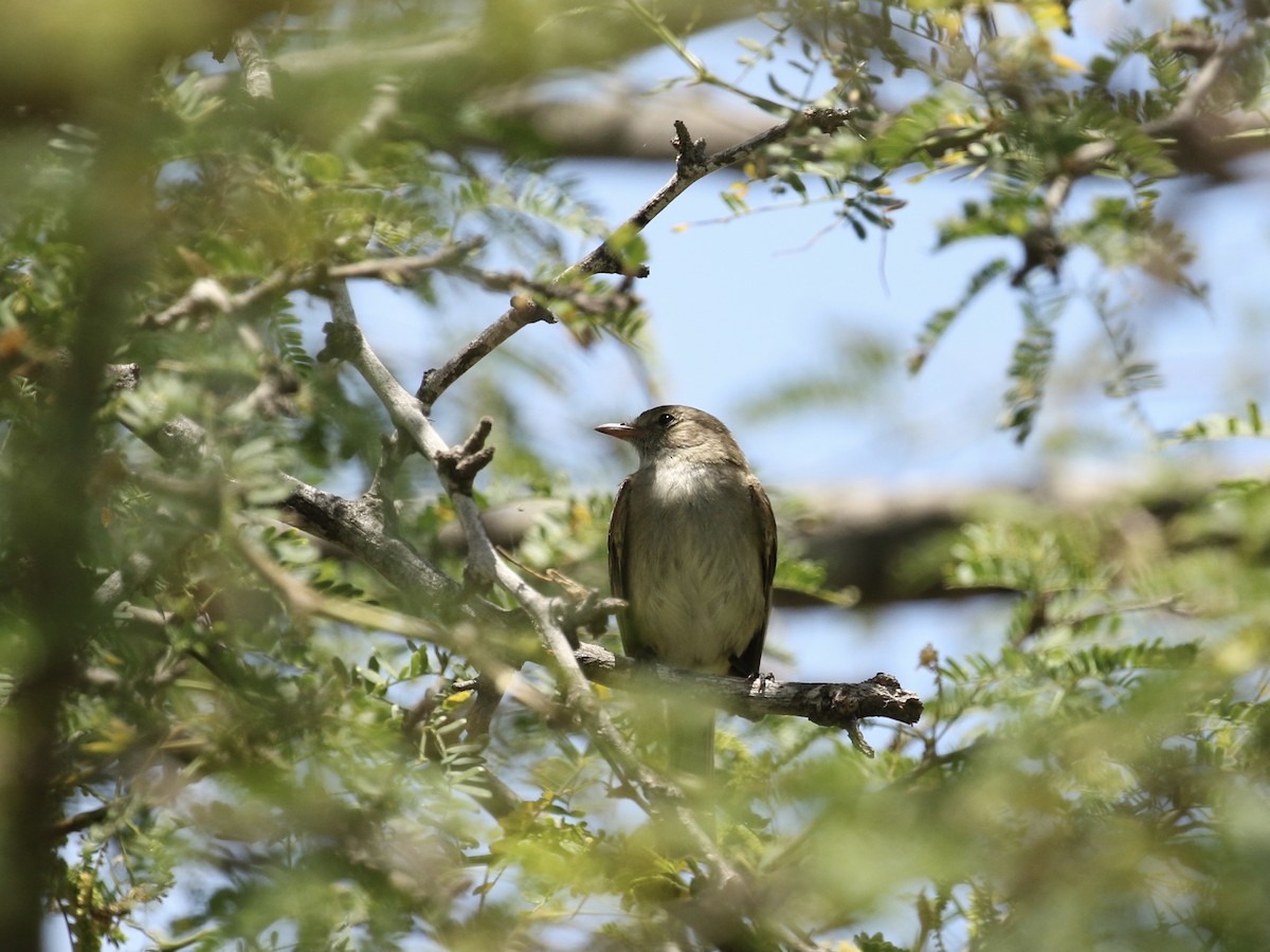 Caribbean Elaenia - Russ Morgan