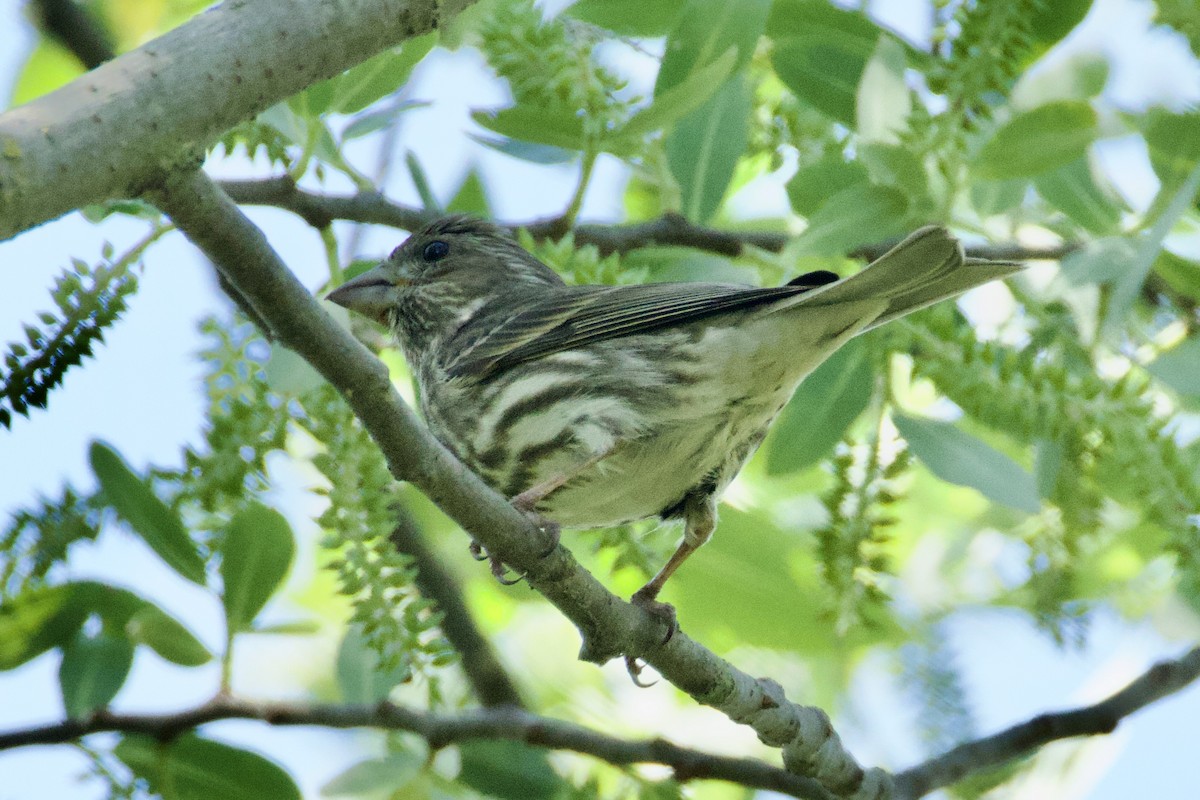 Purple Finch - ML617750285