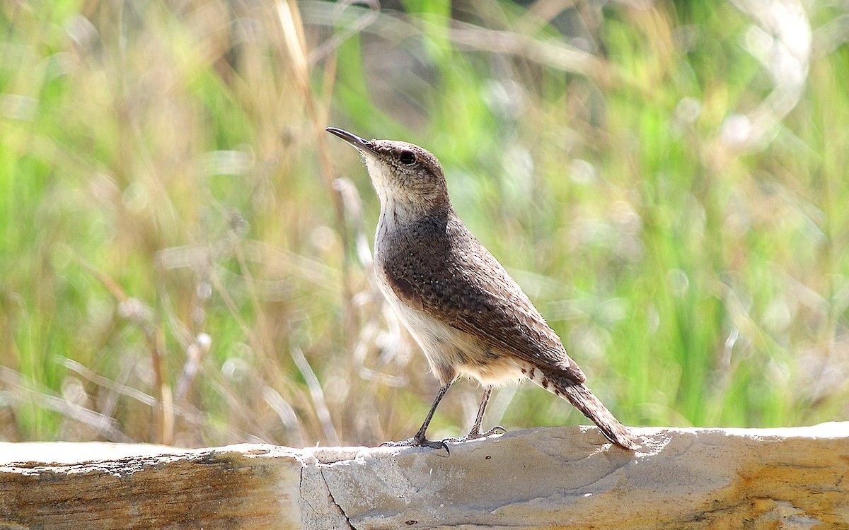 Rock Wren - ML617750375