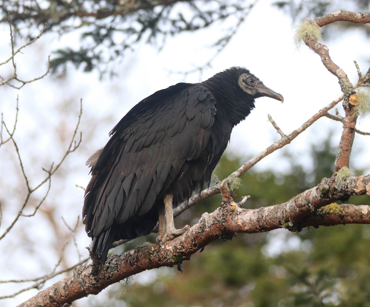 Black Vulture - ML617750377