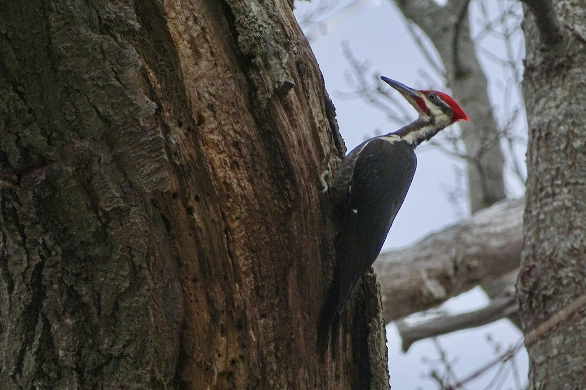 Pileated Woodpecker - Cindy Skidgel